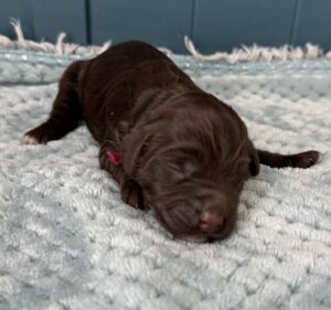 chocolate brown mini goldendoodle female puppy